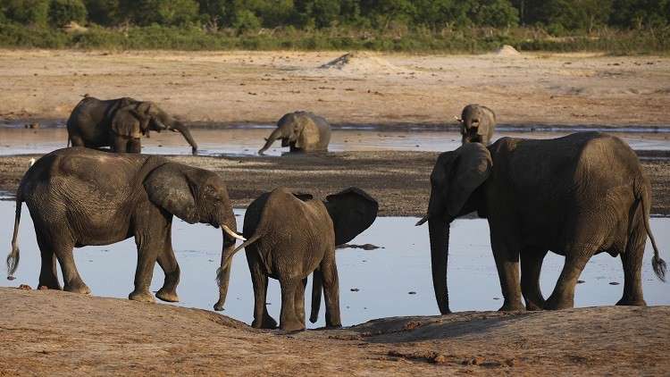 إعدامات جماعية للفيلة في جنوب القارة