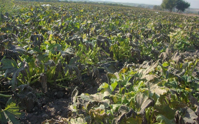 6% من الأردنيات يمتلكن أراض زراعية