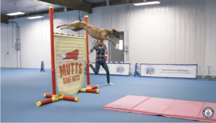 كلبان يحطمان أرقاما قياسية بالقفز ويدخلان