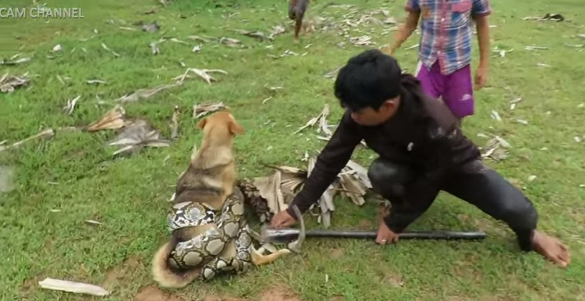 ثلاثة أطفال شجعان ينقذون صديقهم الكلب