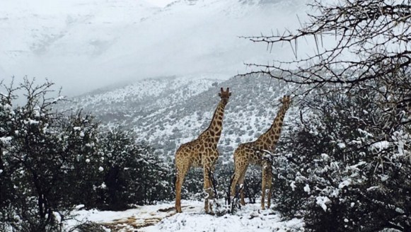 شاهد الفيلة والزرافات وسط عاصفة ثلجية