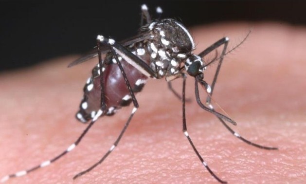 الصحة : بعوضة «النمر الآسيوي» المنتشرة