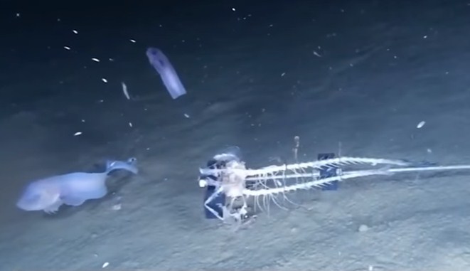 بالفيديو .. أسماك عجيبة يمكن أن