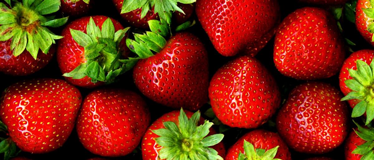 الفراولة تنشر الرعب في أستراليا.. تعرف