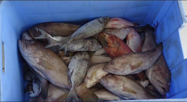 اتلاف 6600 كيلوغرام اسماك فاسدة في