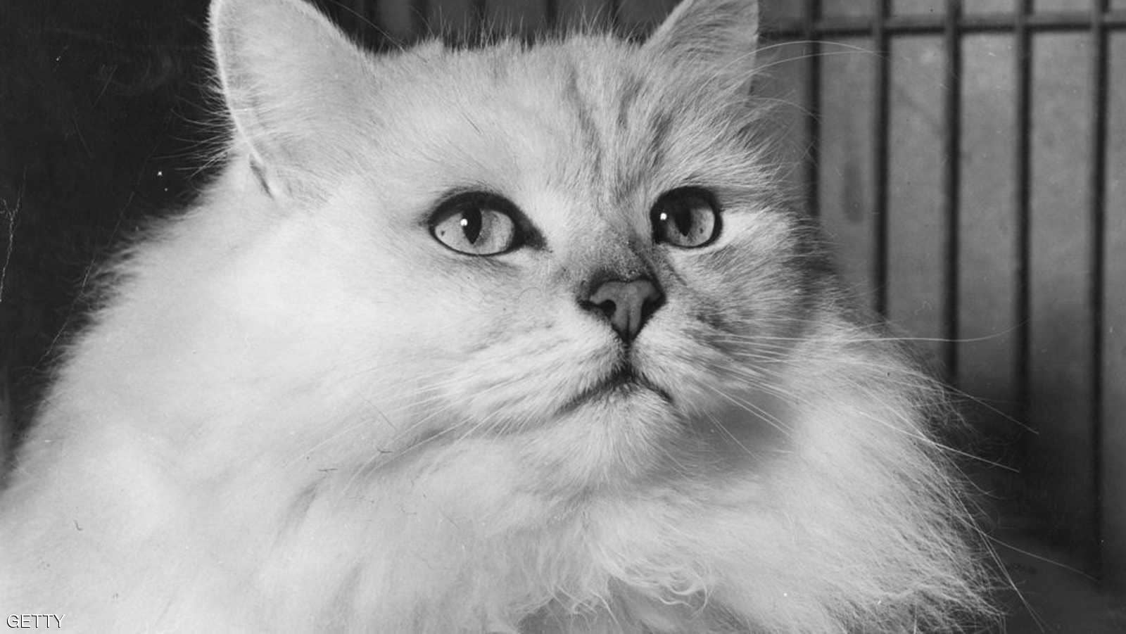 فيديو صادم.. تركية تصيد القطط وتحولها