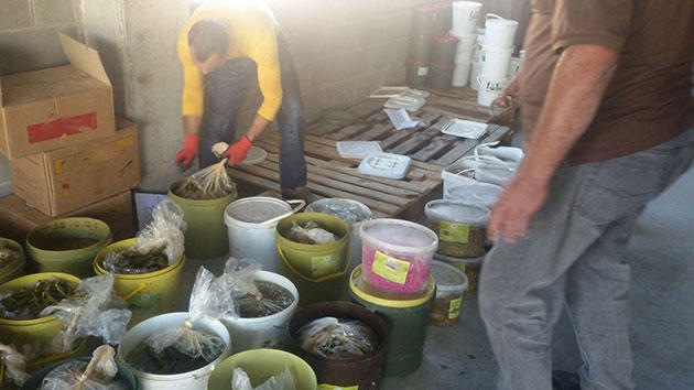 اتلاف 3.5 طن مخللات منتهية الصلاحية