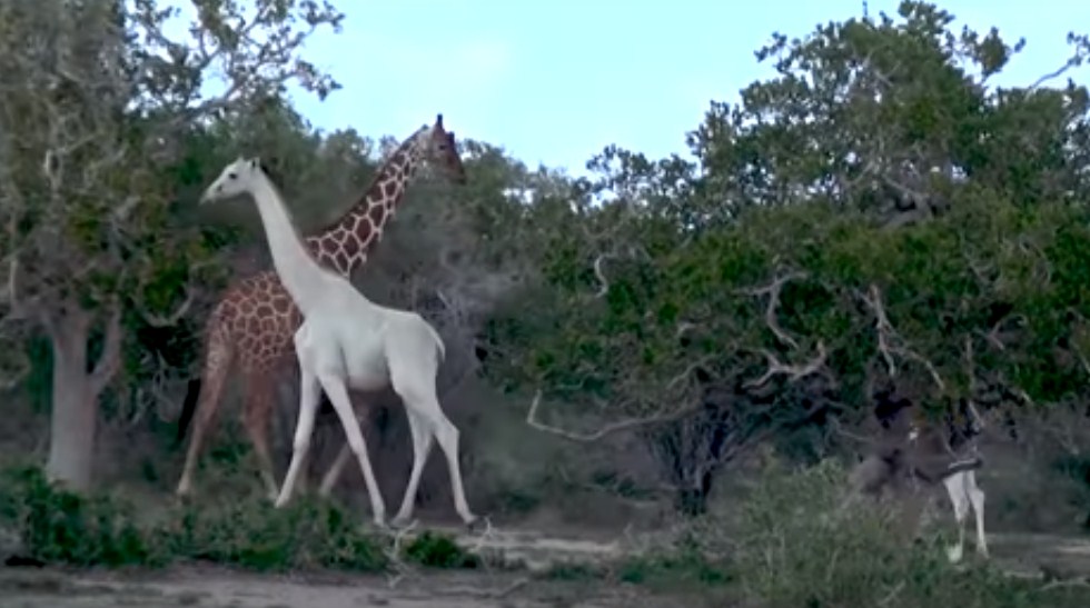 ظهور نادر لزرافة بيضاء اللون (فيديو)
