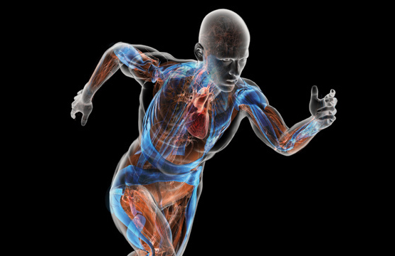 16 خرافة عن جسم الإنسان.. والعلم