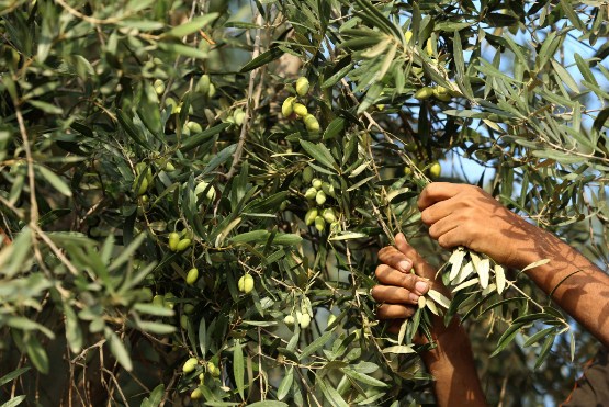 «الزراعة» تحدد موعد قطف الزيتون لغايات