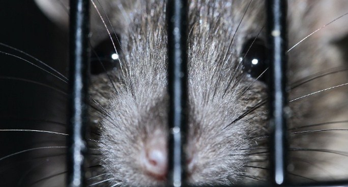 تسجيل أول إصابة بفيروس كبد الفئران