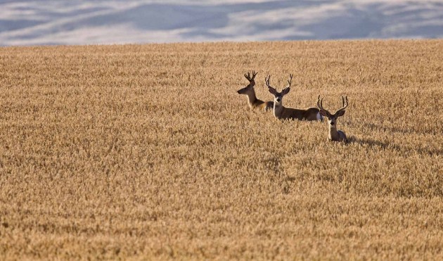 كندا تعدم مئات الغزلان لمنع انتشار