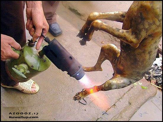 مصري يطبخ كلاب في القصيم.. هكذا