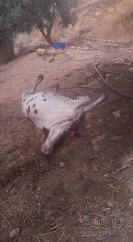 عجلون : اتلاف بقرة مصابة بالتهاب