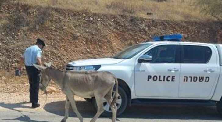 فلسطينيون يحسدون حمارا على حظه.. فيديو