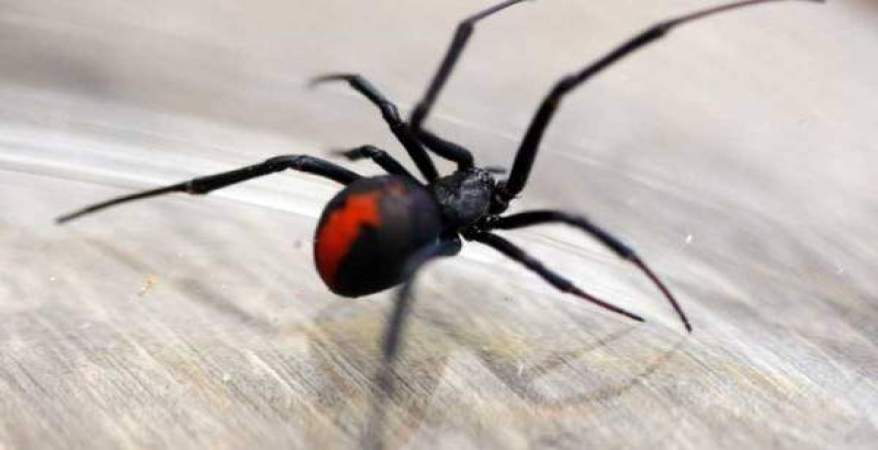 العناكب السامة 4 مدارس في بريطانيا