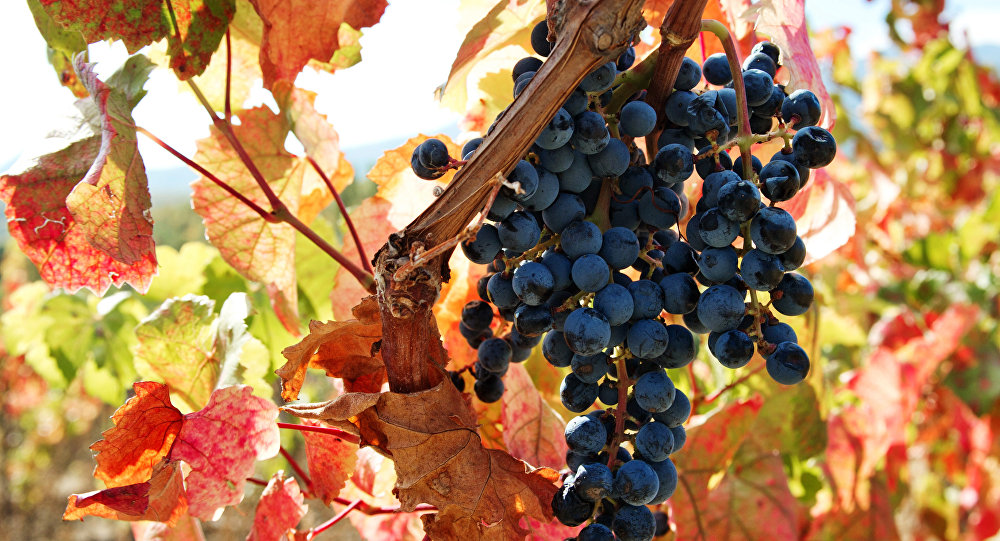 العلماء يكشفون فائدة غير متوقعة للعنب