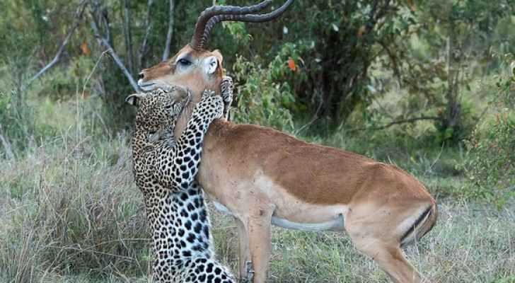 صور نادرة لـ عناق قاتل بين