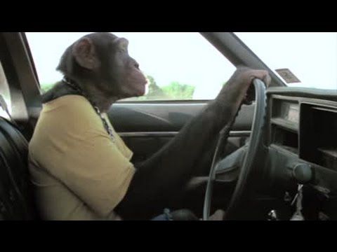 توقيف سائق حافلة عن العمل لسماحه