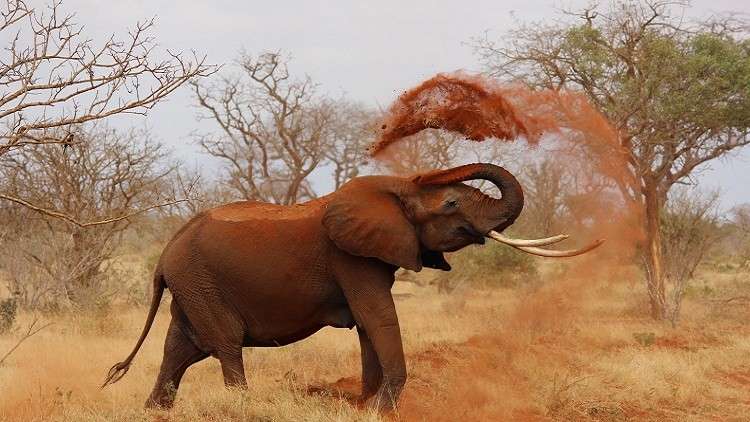 فيل هائج يسحق سيارة مليئة بالسياح