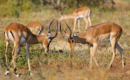 15 متهما في قضية غزلان دبين