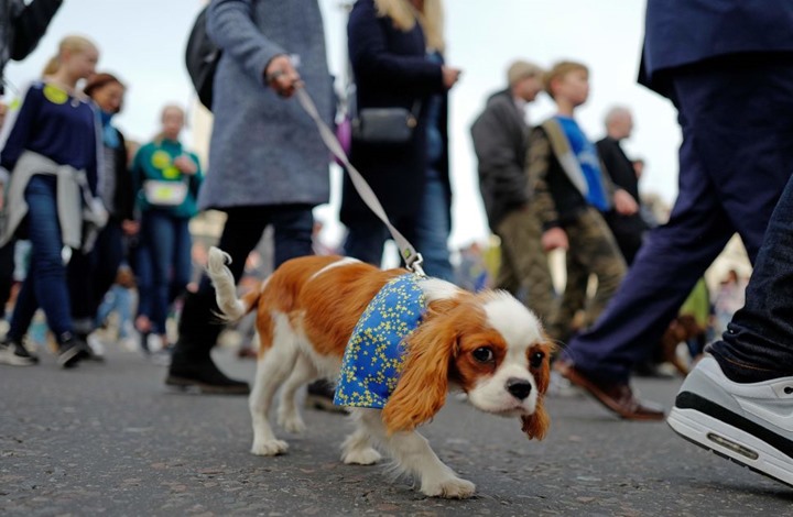 مظاهرة للكلاب في لندن.. والسبب سياسي