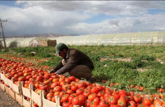 مليونا دينار قروض للمزارعين«بدون فوائد»