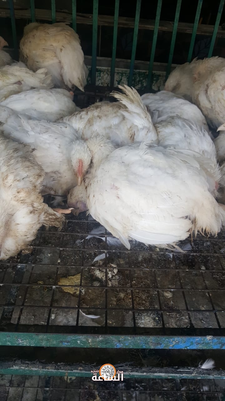 ضبط واغلاق محل يبيع الدواجن النافقة