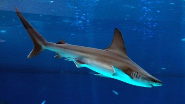 بالفيديو .. تنجو بأعجوبة إثر سقوطها