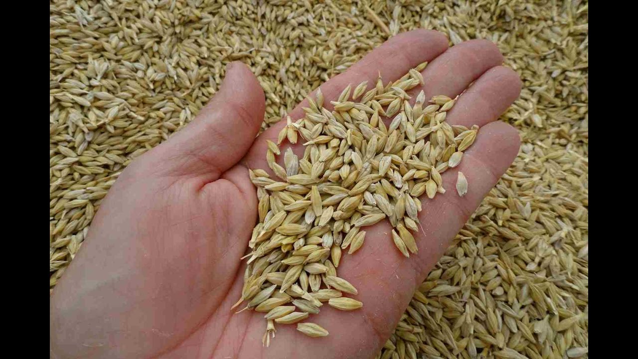 الحكومة تقرر تخفيض أسعار الشعير 30