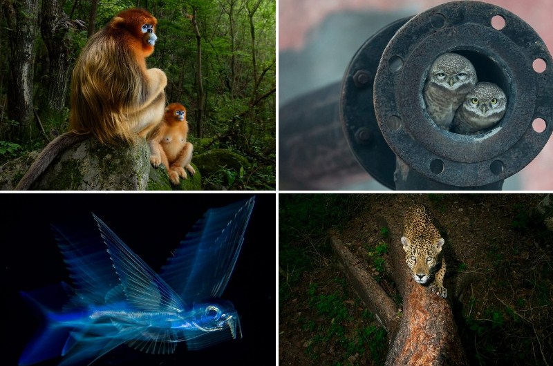 الإعلان عن أفضل مصور للحياة البرية