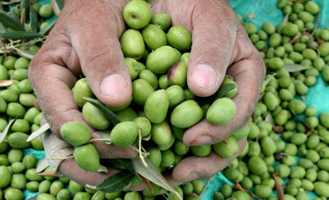 الأردن يصدر 3500 طن زيتون إلى