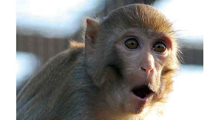 قرود تقتل هنديا بطريقة لا تخطر