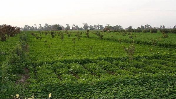 اربد الأكبر في المساحات المزروعة بالأشجار