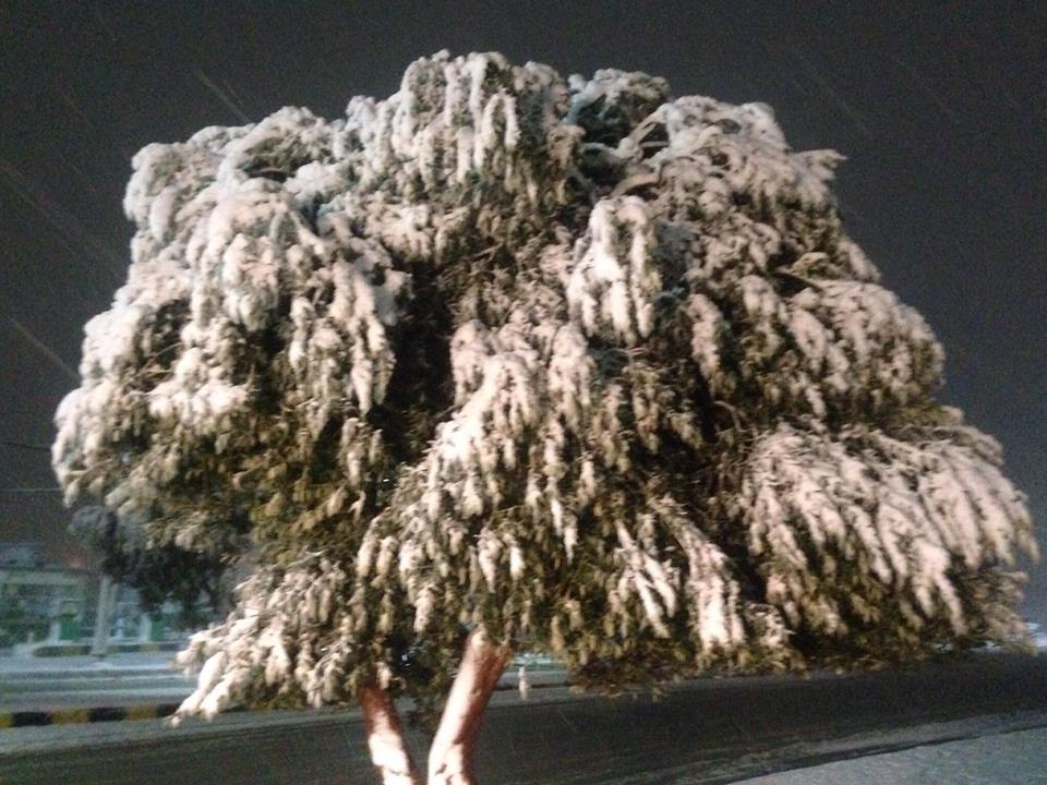 الكرك: تساقط وتراكم للثلوج في المزار