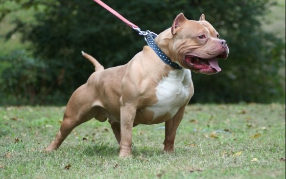 بيتبول يهجم على منافسه هاسكي في