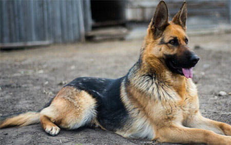 اغلاق مخبز واتلاف منتجاته في العقبة