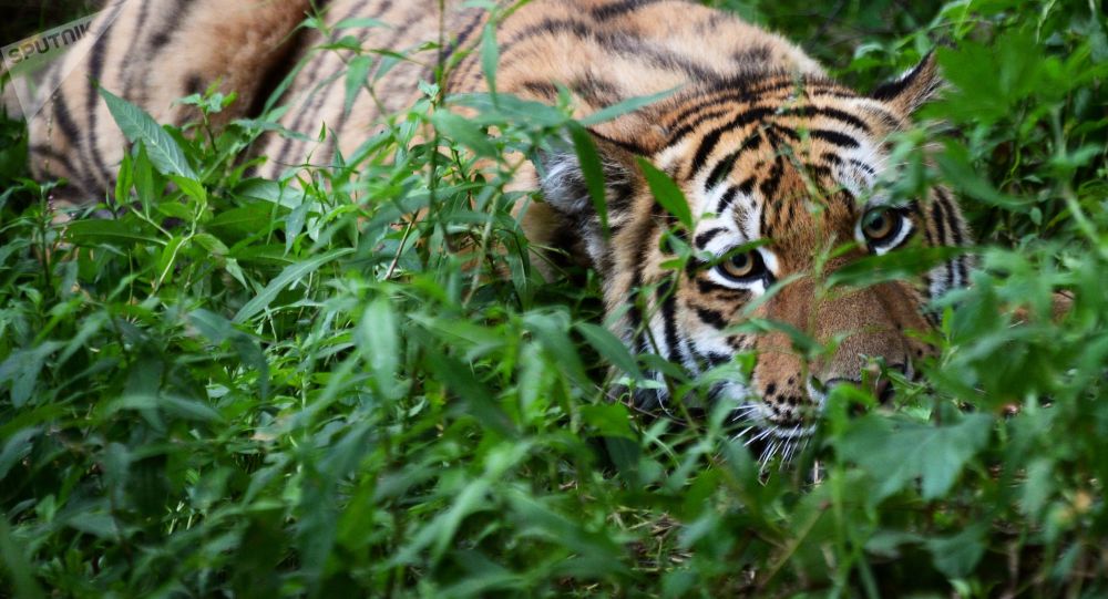 بعد أن افترست 13 شخصا.. .