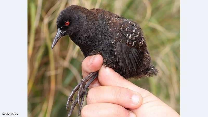علماء يحلون لغز ’الطائر الذي نسي