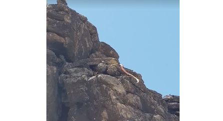 سحلية ضخمة تفترس ثعبانا أحمر بطريقة