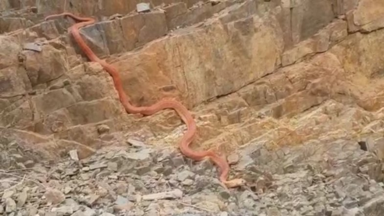 بالفيديو.. ثعبان ضخم يثير الذعر بين