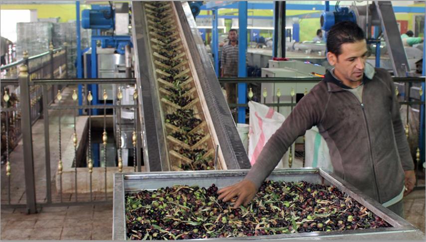 الأردن يقطف زيتونه.. توقعات بموسم مزدهر