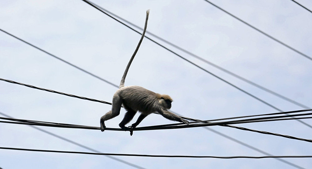 قرد يقتل طفلا بعد ان سرقه