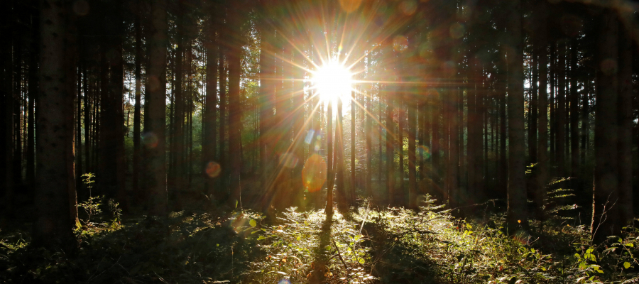 دراسة: يجب منع وصول ضوء الشمس