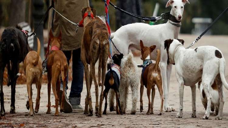 وزارة الزراعة المصرية تنفي اتخاذ إجراءات