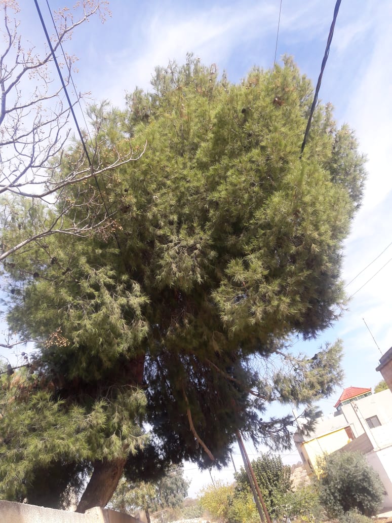 يحدث في العالوك والمسرات.. أشجار خطيرة