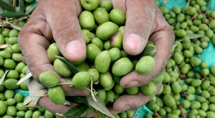 الإحتلال يستحوذ على صادرات الزيتون الأردني