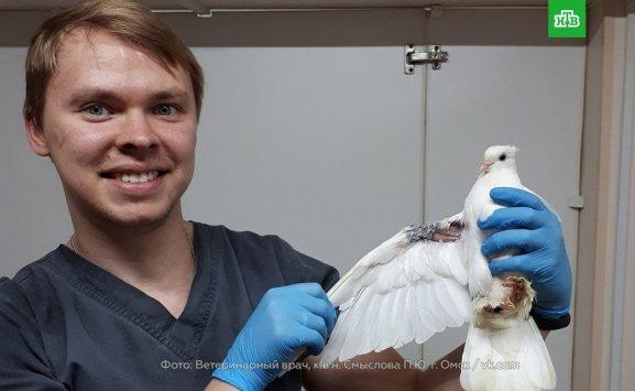 حمامة مصابة ذهبت بنفسها للعلاج بالمستشفى