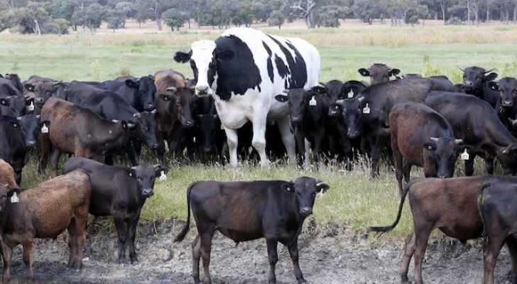 بقرة طولها يقترب من مترين في