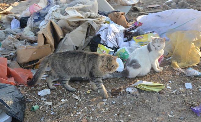 ‘‘أمانة عمان‘‘ توضح أهداف حملة مكافحة